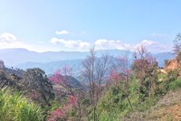 La Pán Tẩn đẹp rực rỡ mùa hoa tớ dày