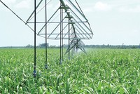 Cổ phiếu đường thờ ơ trước nỗ lực “cứu giá”