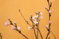 5 loại hoa mới được nhiều gia đình tìm mua dịp cuối năm