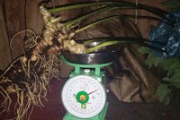 Thân và củ nặng tám lạng. Ảnh: H.T.