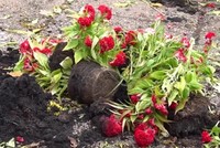 Tôi chẳng xót khi thương lái đập nát hoa chiều 30 Tết