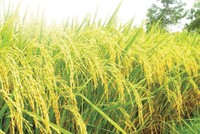 NSC muốn mua đứt Công ty Giống cây trồng miền Nam