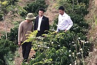 Với sự vào cuộc tích cực của Agribank, chính sách cho vay tái canh cà phê đã đến với từng buôn làng xa xôi, giúp các hộ dân tái canh cây cà phê, bảo đảm sinh kế lâu bền