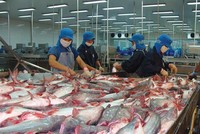 Giá cá tra tăng, doanh nghiệp cá tra kỳ vọng thắng lớn