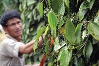 Giá hồ tiêu hiện ở mức 60.000 đồng/kg, giảm một nửa so với cùng kỳ năm trước
