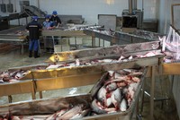 AGF điều chỉnh kế hoạch lợi nhuận từ 50 tỷ đồng về 0 đồng