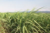 Cơ hội nào cho ngành mía đường Việt Nam?