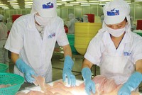 Nguồn cung cá tra đang khan hiếm, giá bán cao nhất trong 10 năm 