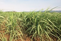 Để giảm được giá nguyên liệu, các nhà máy bắt đầu từ việc hỗ trợ người nông dân giống tốt, từ đó tăng năng suất