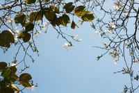 Dịu dàng mùa hoa ban về phố