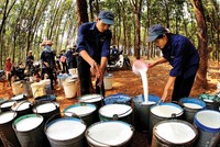 Giá cao su thiên nhiên biến động thất thường khiến các doanh nghiệp trong ngành thận trọng trong xây dựng kế hoạch kinh doanh 2018