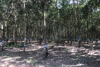 Mảng cao su của HAGL đang gặp bất lợi khi giá cao su thiên nhiên trên thị trường thế giới có dấu hiệu đi xuống
