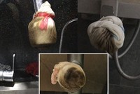 Người dân phải dùng mọi biện pháp để lọc cặn