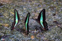 Dân 'phượt' về vườn quốc gia săn bướm ngày nghỉ lễ