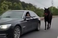 Tài xế Trung Quốc lái BMW dắt ngựa đi dạo