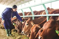 Đàn bò bầu Đức từng tuyên bố nuôi đến hàng trăm nghìn con giờ ra sao?