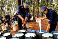 Giá giảm, doanh nghiệp cao su thận trọng hơn