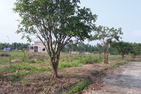 Giao dịch đất phân lô tại các đặc khu tương lai trở nên trầm lắng hơn