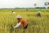 Huy động 45.000 tỷ đồng xã hội hóa đầu tư phát triển nông nghiệp