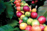 Các sản phẩm nông sản thô của Việt Nam giao dịch thường dưới mặt bằng giá chung của thị trường do nhiều sản phẩm không đủ tiêu chuẩn