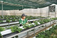 Đi tìm át chủ bài cho nông sản Việt