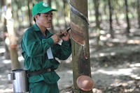 Cao su Phước Hòa (PHR): Lợi nhuận quý I/2024 lao dốc