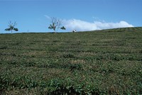 Bất thường ở Chè Hiệp Khánh