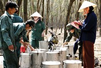 Chờ đợi diễn biến mới với mã cao su