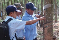 Diện tích vườn cao su khai thác được của DRI đạt 94% tổng diện tích rừng trồng