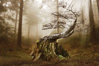 Sự khác biệt giữa phong thủy Việt và các nước (phần 2)