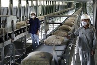 Tiêu thụ xi măng nội địa ổn định, xuất khẩu bứt phá