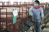 Nguồn cung lợn thịt trong nước đang khan hiếm, đẩy giá lợn tăng cao