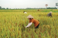 Tái triển khai bảo hiểm nông nghiệp: Chờ… nghiên cứu thêm