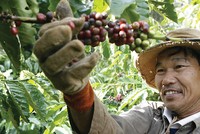 Phần lớn người trồng cà phê Việt Nam thuộc diện sản xuất nhỏ lẻ, khó tiếp cận thông tin thị trường và thường xuyên bị "ép giá"