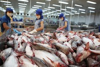 Doanh nghiệp thủy sản bứt phá, cổ phiếu vẫn lặng sóng