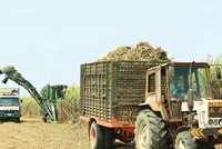 Doanh nghiệp mía đường nếm trải vị đắng