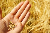 Lô lúa mỳ nhập khẩu lẫn cỏ kế đồng: Cơ quan quản lý yêu cầu tái xuất, doanh nghiệp than gấp