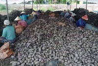 Khoai lang đã có trong danh sách mặt hàng nông sản xuất khẩu sang Trung Quốc của tỉnh Vĩnh Long