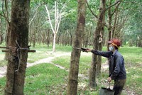 Cao su là một mặt hàng xuất khẩu quan trọng của Việt Nam sang thị trường Trung Quốc. Ảnh: Đ.T