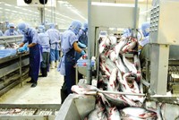 Doanh nghiệp sẽ phải đối mặt với cạnh tranh ở cả khía cạnh thị trường và cơ chế chính sách khi bước vào sân chơi mới. Trong ảnh: Nhà máy Chế biến Caseamex Cần Thơ.