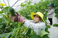 Sức ép từ CPTPP sẽ đẩy nông nghiệp chuyển mình