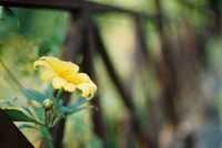 Vấn vương mùa hoa dã quỳ