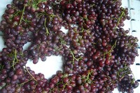 Nho Trung Quốc gắn mác Ninh Thuận bán tràn lan trên thị trường