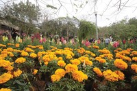 Tối ưu nhất là các cơ sở di dời tạo dư địa cho các không gian cây xanh, công cộng