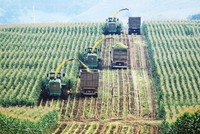 Với việc áp dụng công nghệ mới, chuyển dịch cây trồng trên vùng đất lúa…, dư địa tăng trưởng trong nông nghiệp còn rất lớn. Ảnh: Đức Thanh