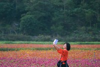 Bên trong thung lũng hoa lớn nhất Việt Nam