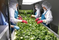 Xuất khẩu nông sản Việt và những “bom tấn” 10 tỷ USD