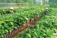 Dự án nông nghiệp hút vốn đầu tư