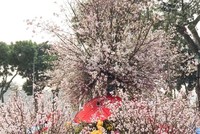 Rực rỡ sắc hoa anh đào tại khu vực Vườn hoa tượng đài Lý Thái Tổ trong mùa lễ hội năm 2018