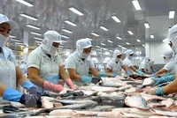 Thủy sản An Giang (AGF): “Mắc cạn” với khoản lỗ lớn